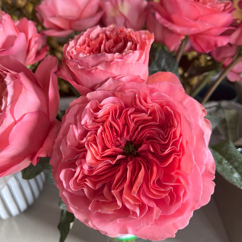 Candy Xpression Roses Florabundance Wholesale Flowers