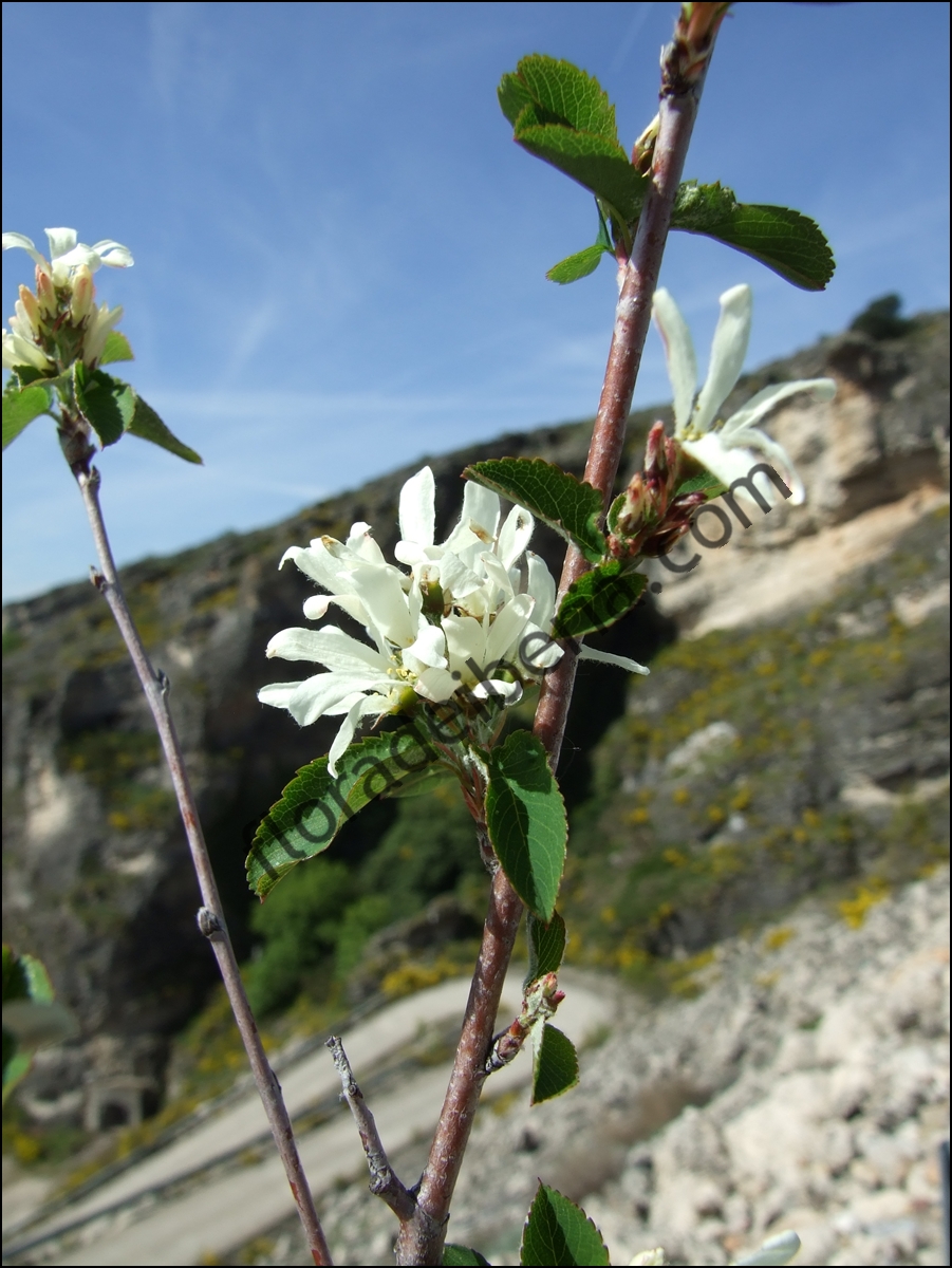 "Amelanchier ovalis" (Guillomo)