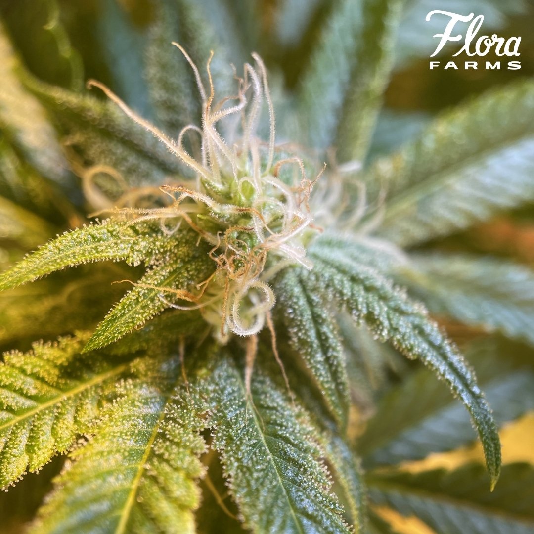 SAP and Other Strains Growing Now Flora Farms MO