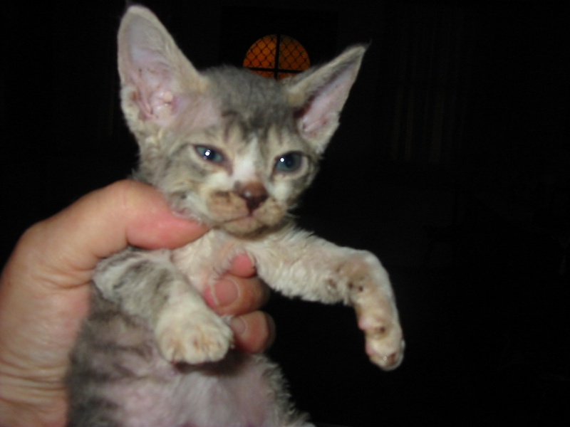 OddEyed Cat Breeds The Complete List Flora Fauna Fun