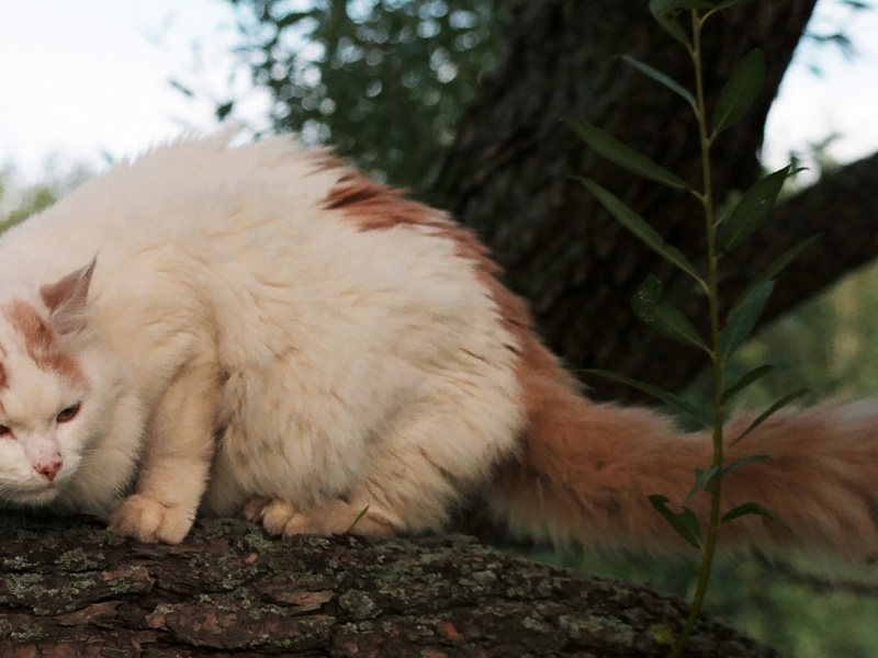 OddEyed Cat Breeds The Complete List Flora Fauna Fun