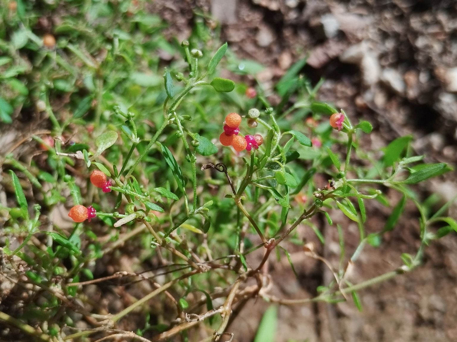 Chenopodium nutans (R. Br.) S. Fuentes & Borsch subsp. nutans