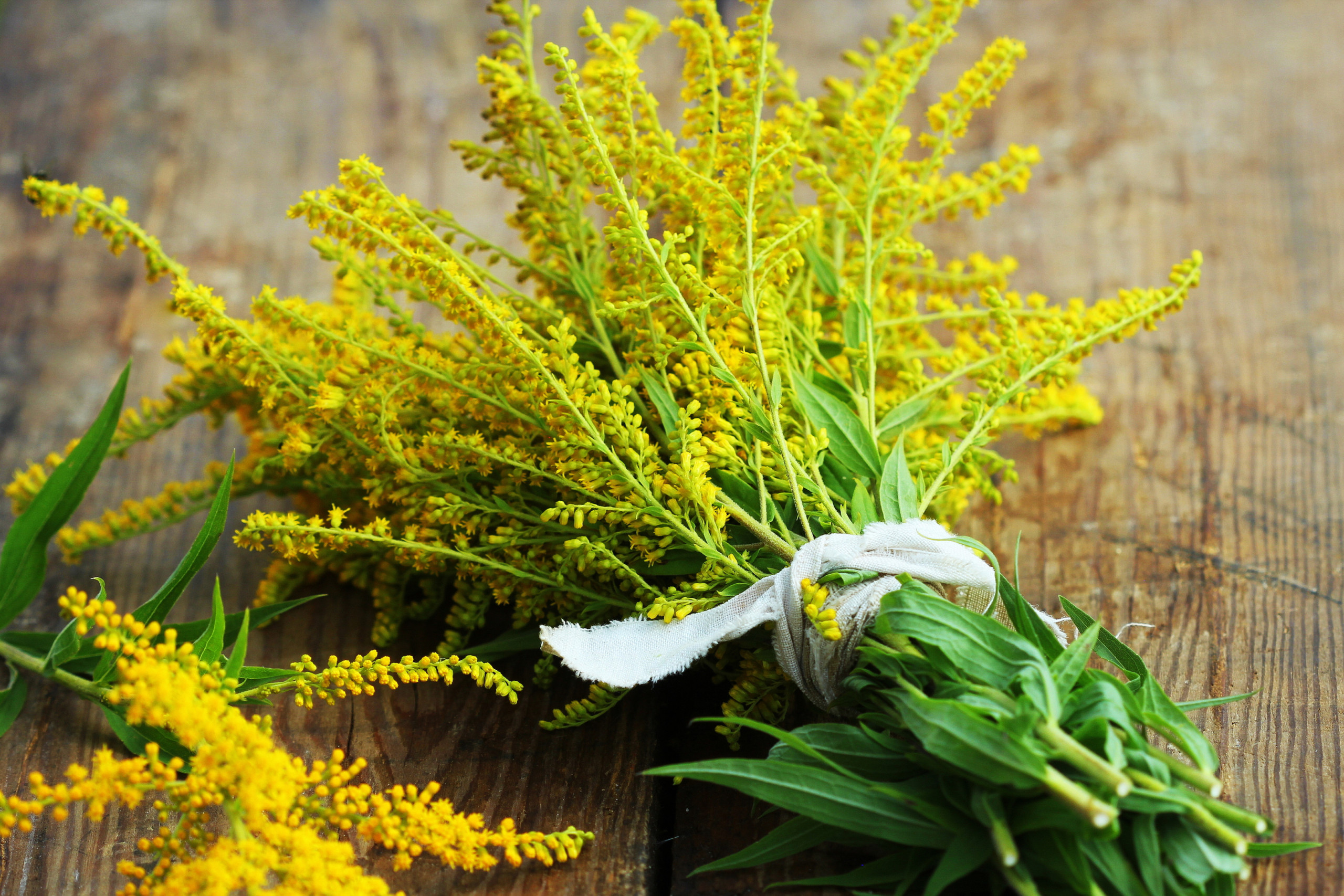 Solidago - FloraLife