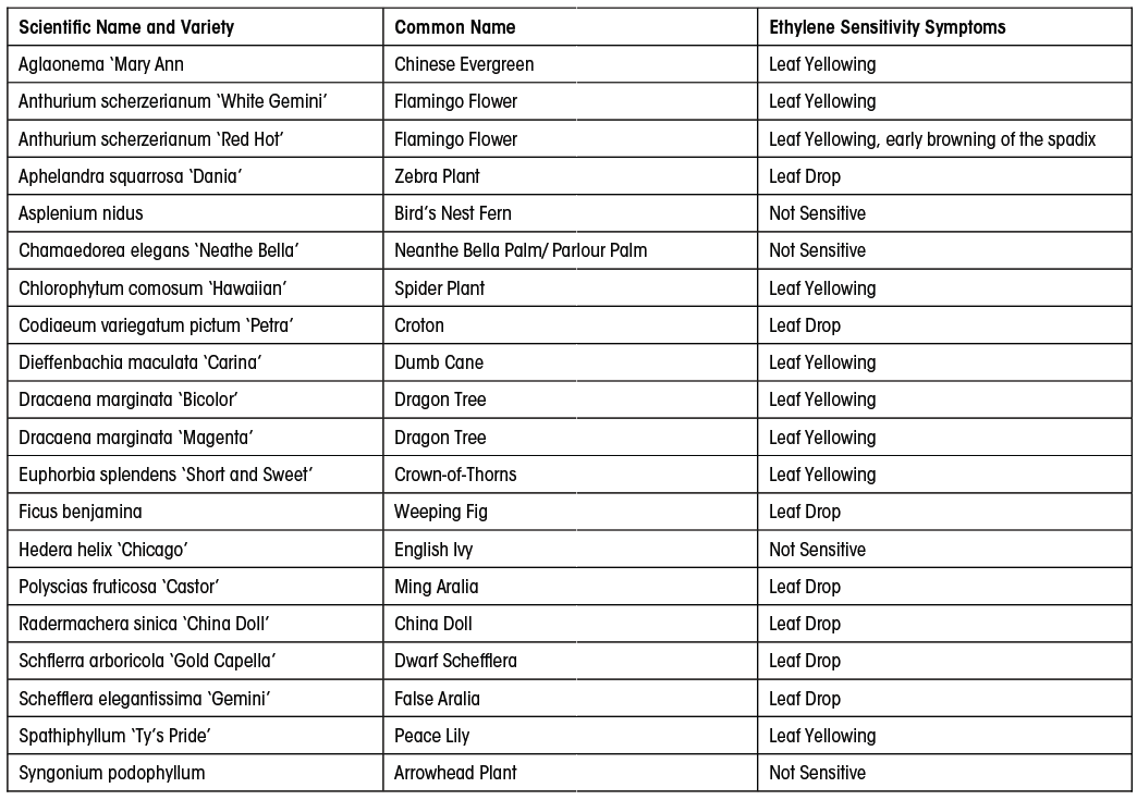 Some Popular Foliage Plants are Ethylene Sensitive FloraLife