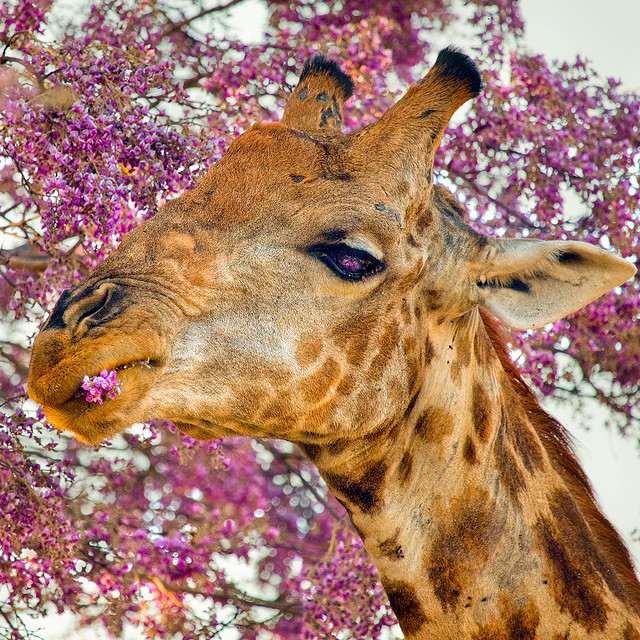 FlowerEating Giraffe Floranext Flower Photo of the Week Floranext