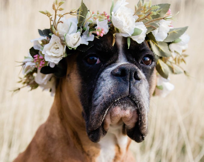 Do You Have a Flower Shop Pet/Mascot? Floranext Florist sites