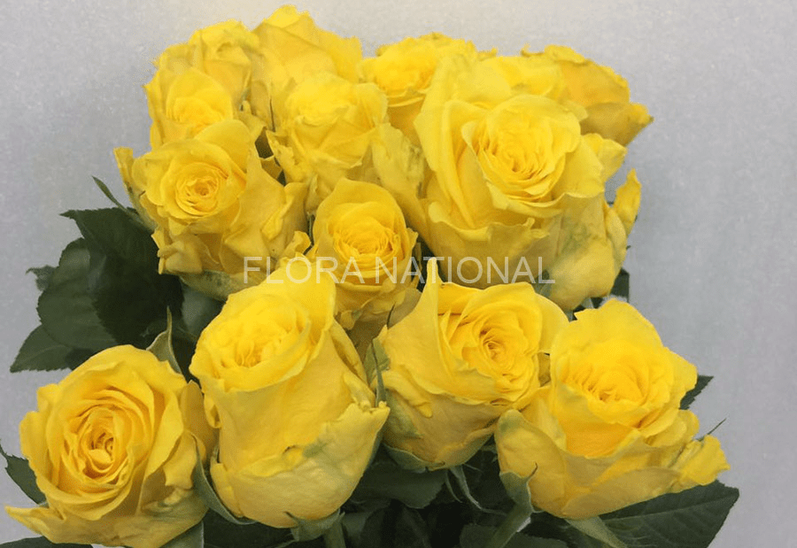 What Is The National Flower Of Kuwait Best Flower Site