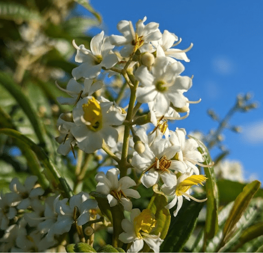 Flora of Miami Garden Center