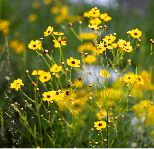 Flora of Miami Garden Center