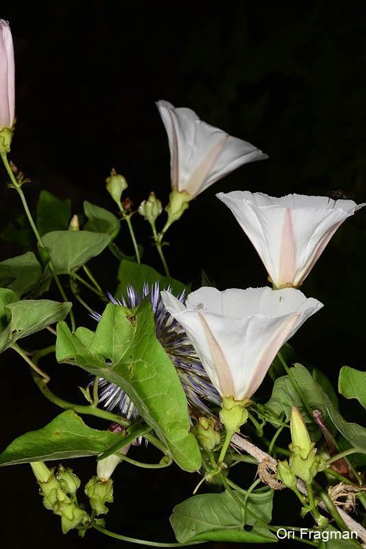 Convolvulus scammonia – Flora Palaestina Ethnobotany