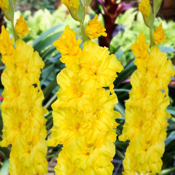 Gladiolus Lemon Drop. Multiple Creamy White flowers. Long lasting bloom.