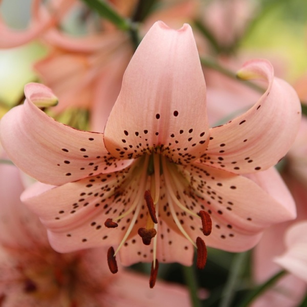 Lily Pink Giant. Unique soft pink flowers. Multiple flower per bulb.