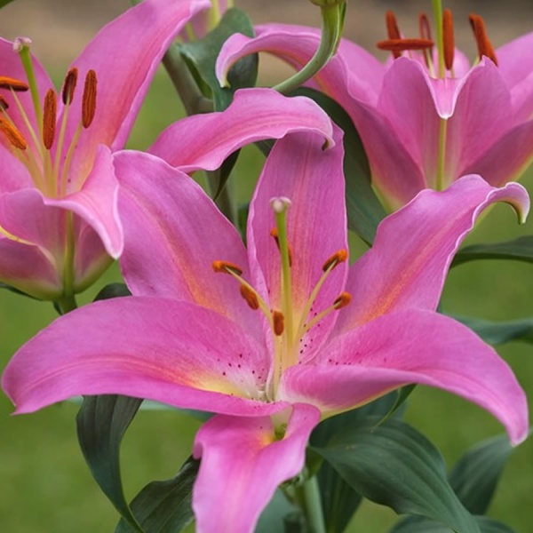 Lily Mount Cook has bright pink color flowers and yellow at center.