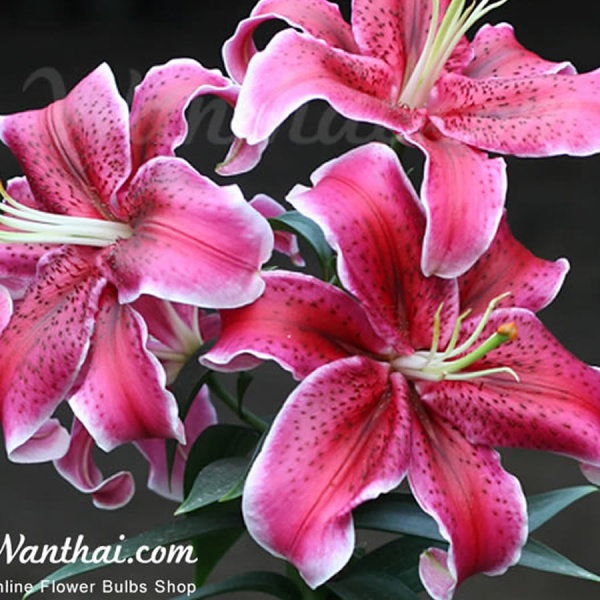 Lily Stargazer has deep pink color with white on the edges, fragrant