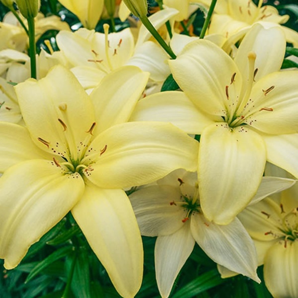 Lily Easy Vanilla has creamy yellow flowers. Huge flower size.