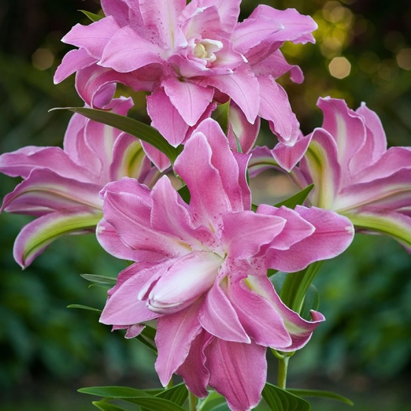 Lily Lotus Elegance has double pink color flowers. Huge flower size