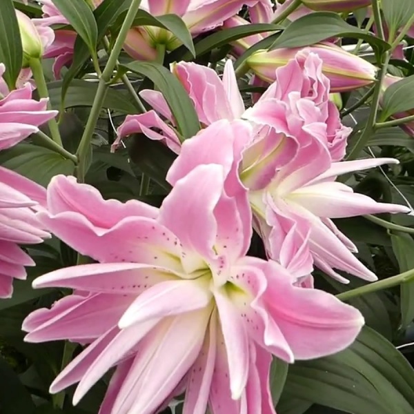Lily Lotus Elegance has double pink color flowers. Huge flower size