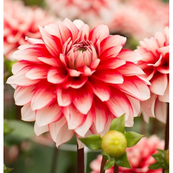 Dahlia Larrys Love produces an abundance of white and red blooms.