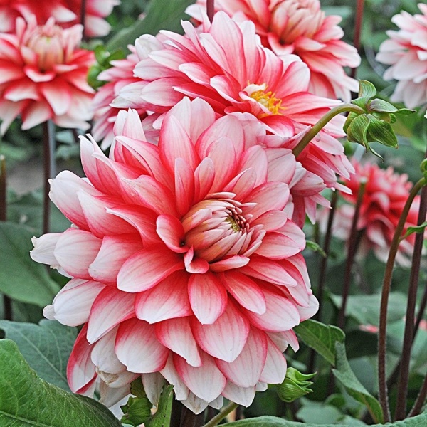 Dahlia Larrys Love produces an abundance of white and red blooms.