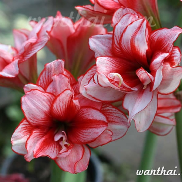 Amaryllis Joker has amazing red color with white stripes.