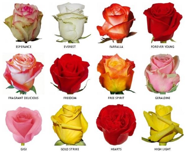 FLORASOL USA Roses