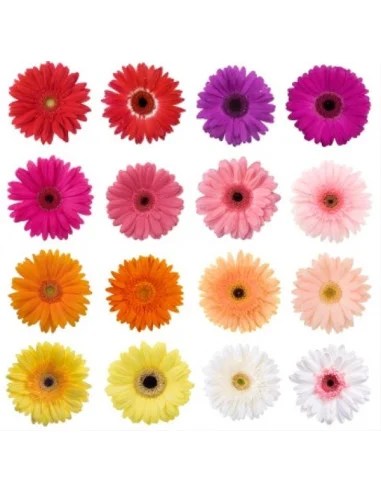 wholesale gerbera daisies