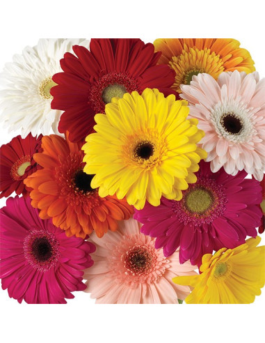 wholesale gerbera daisies