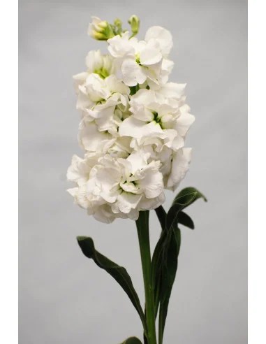 Stock White 100 / 50 stems Less than a full box 100 stems