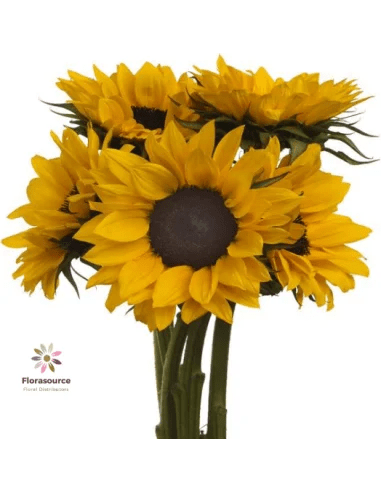 Wholesale Sunflowers