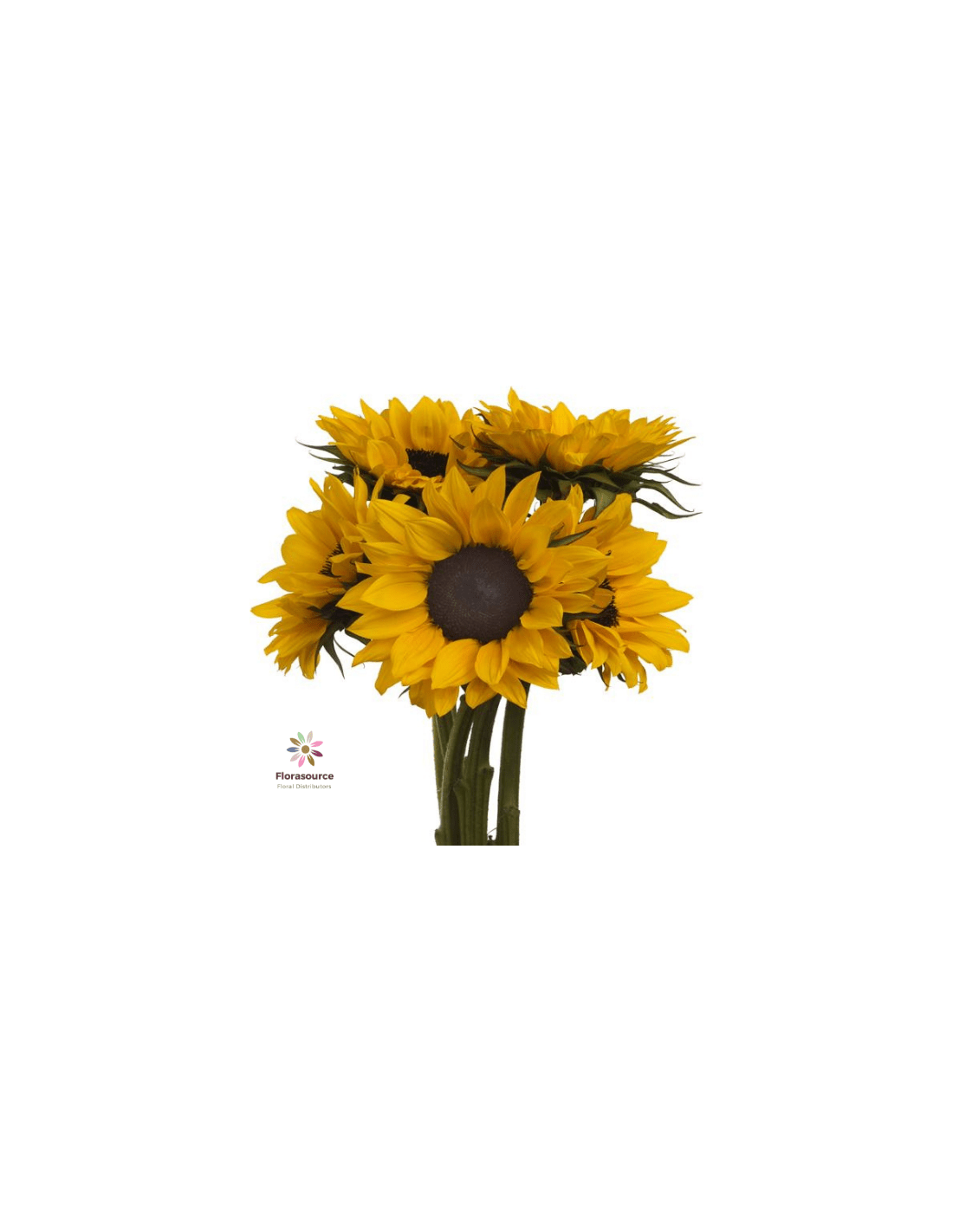 Wholesale Sunflowers