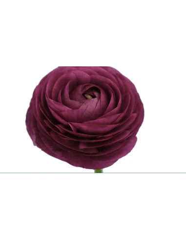 Ranunculus