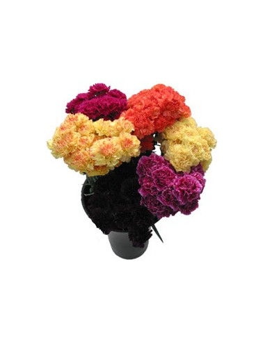 Carnations Wholesale Flowers