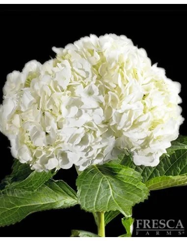Bulk Hydrangea White