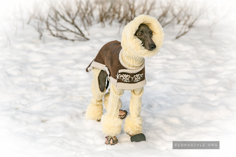 Do Italian Greyhounds Need Clothes