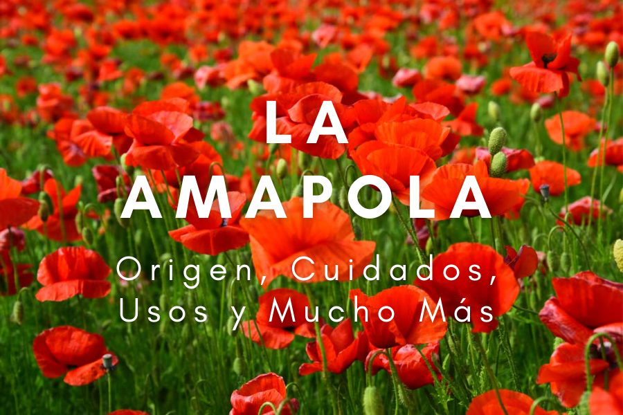 AMAPOLA ORIGEN, CUIDADOS, USOS Y MUCHO MÁS