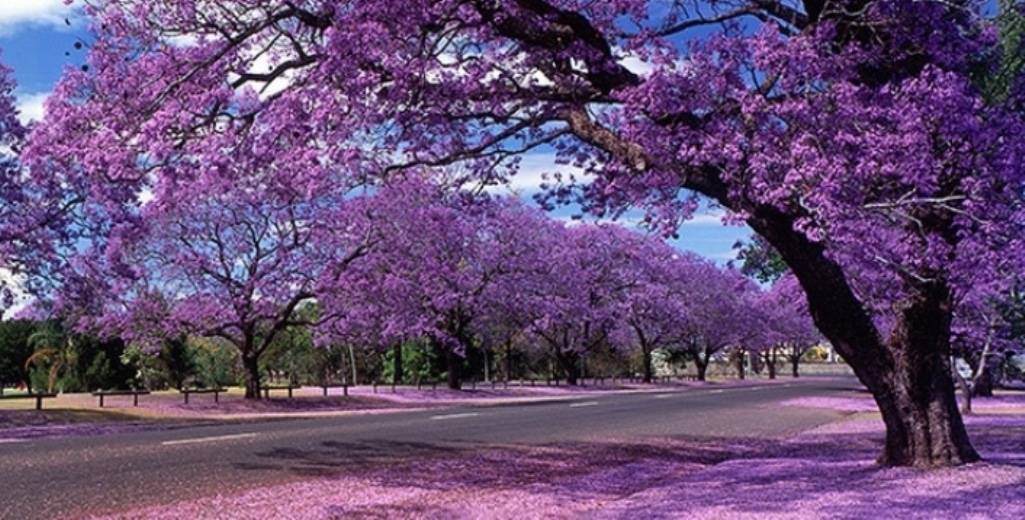 ÁRBOL JACARANDA HÁBITAT, CULTIVO, PROPIEDADES, USOS