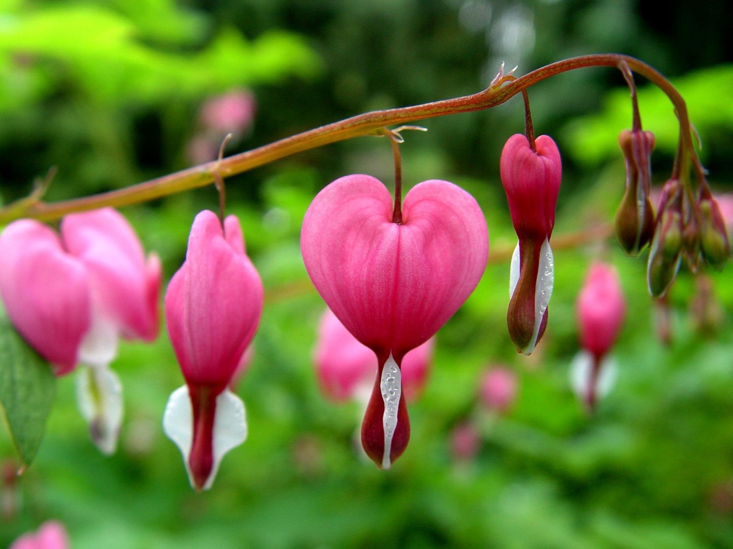 CORAZÓN DE MARÍA CARACTERÍSTICAS, CULTIVO, CUIDADOS