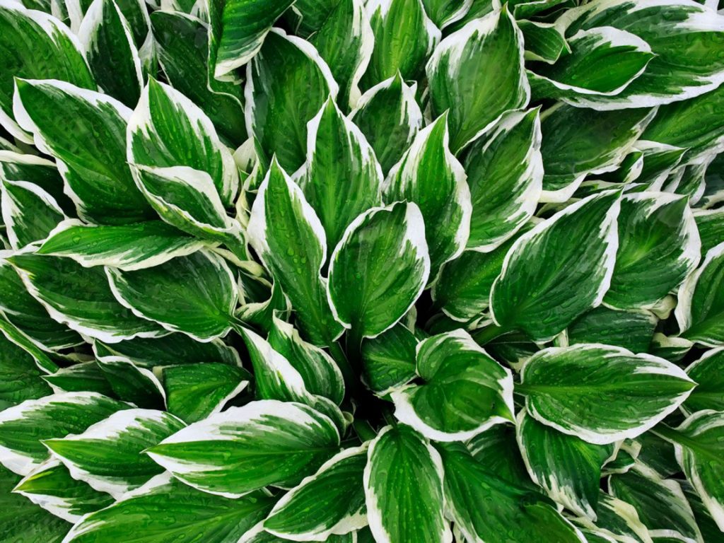 HOSTA CARACTERÍSTICAS, MULTIPLICACIÓN, CUIDADOS Y MÁS
