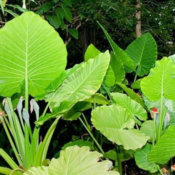 PLANTA DE INSULINA USOS, BENEFICIOS,