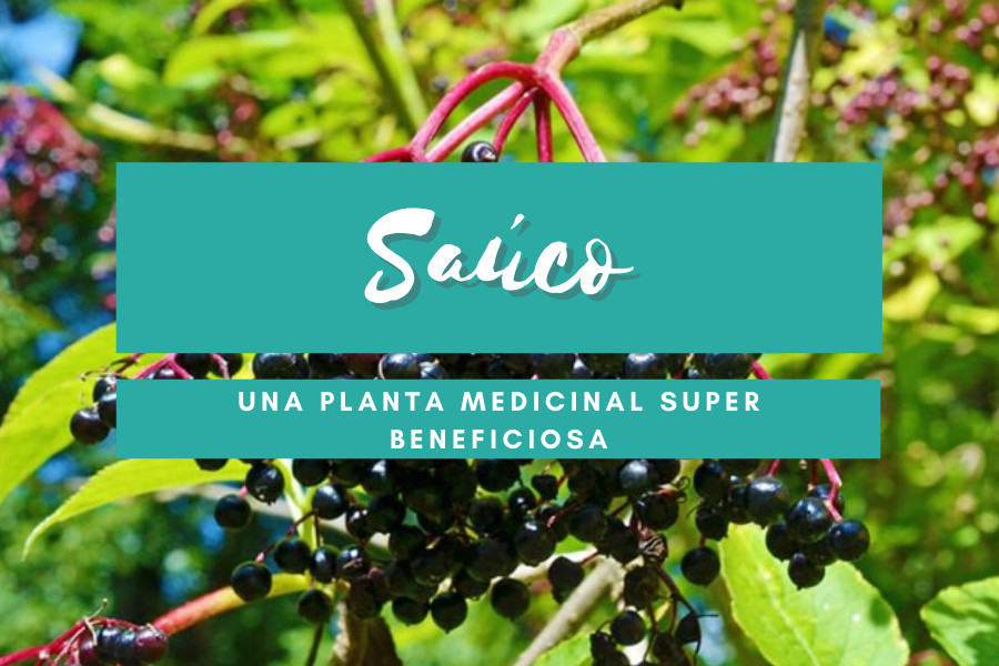 SAUCO UNA PLANTA MEDICINAL SUPER BENEFICIOSA