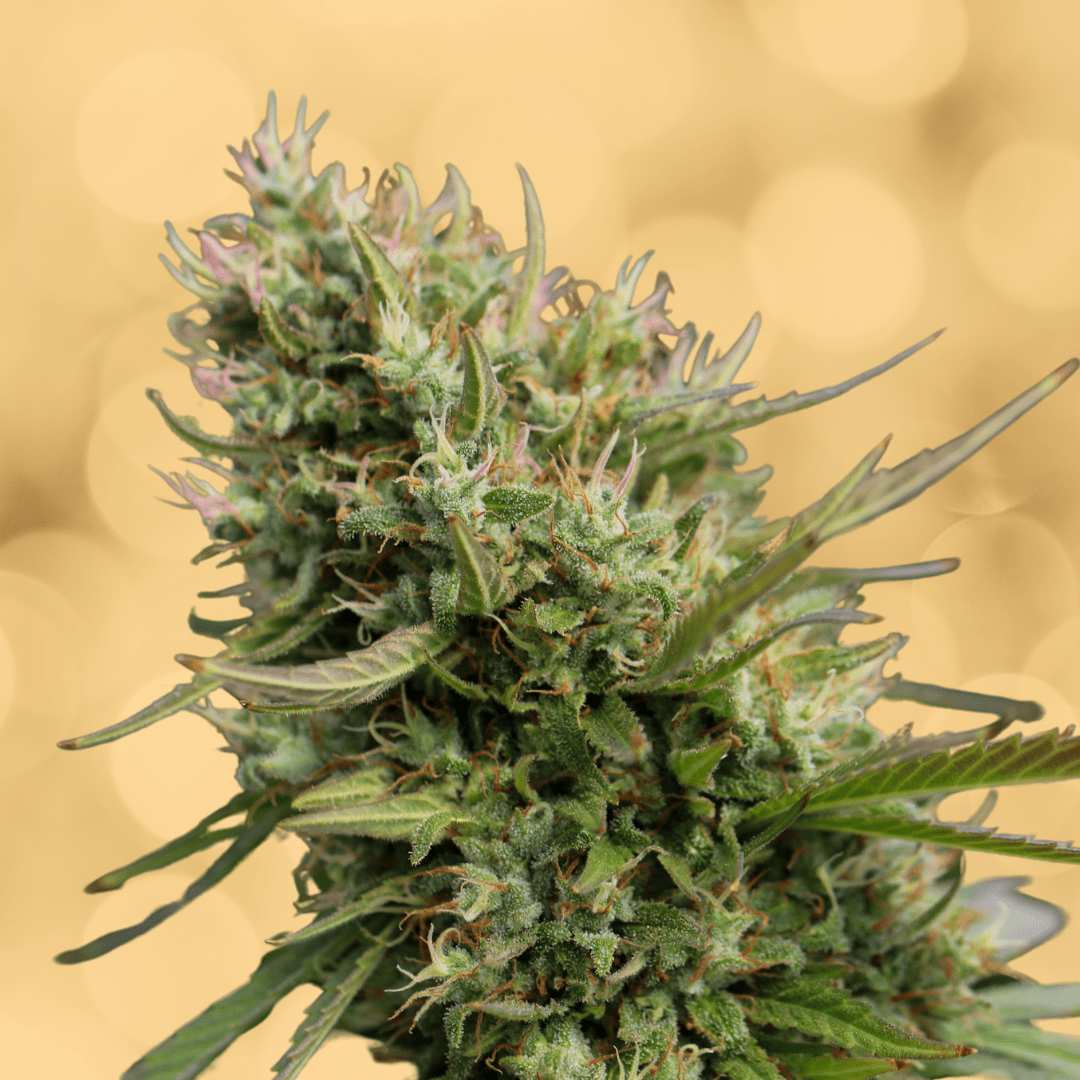 Sour Diesel Strain The Complete Guide