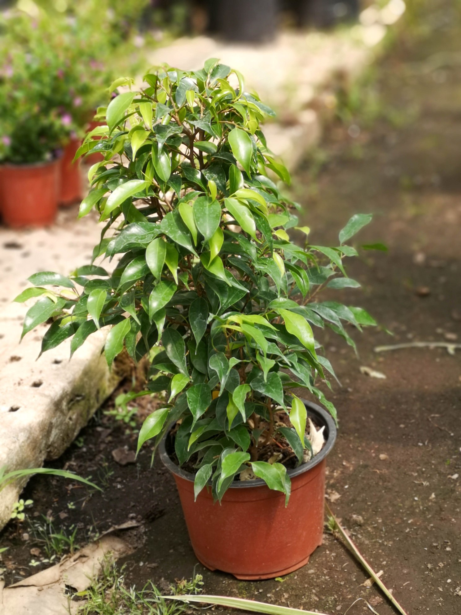 Ficus enano Florería Oxalis