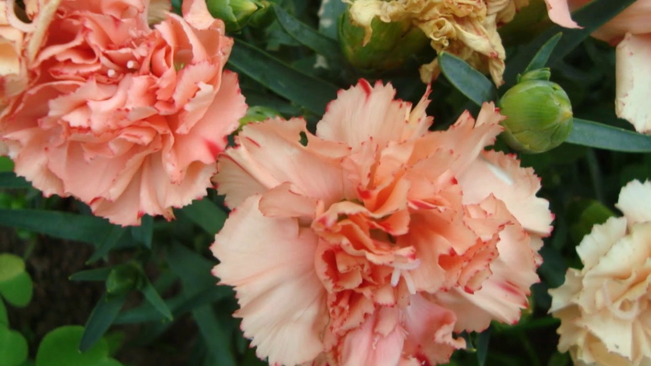 Clavel TODO sobre esta Flor. Significado Características