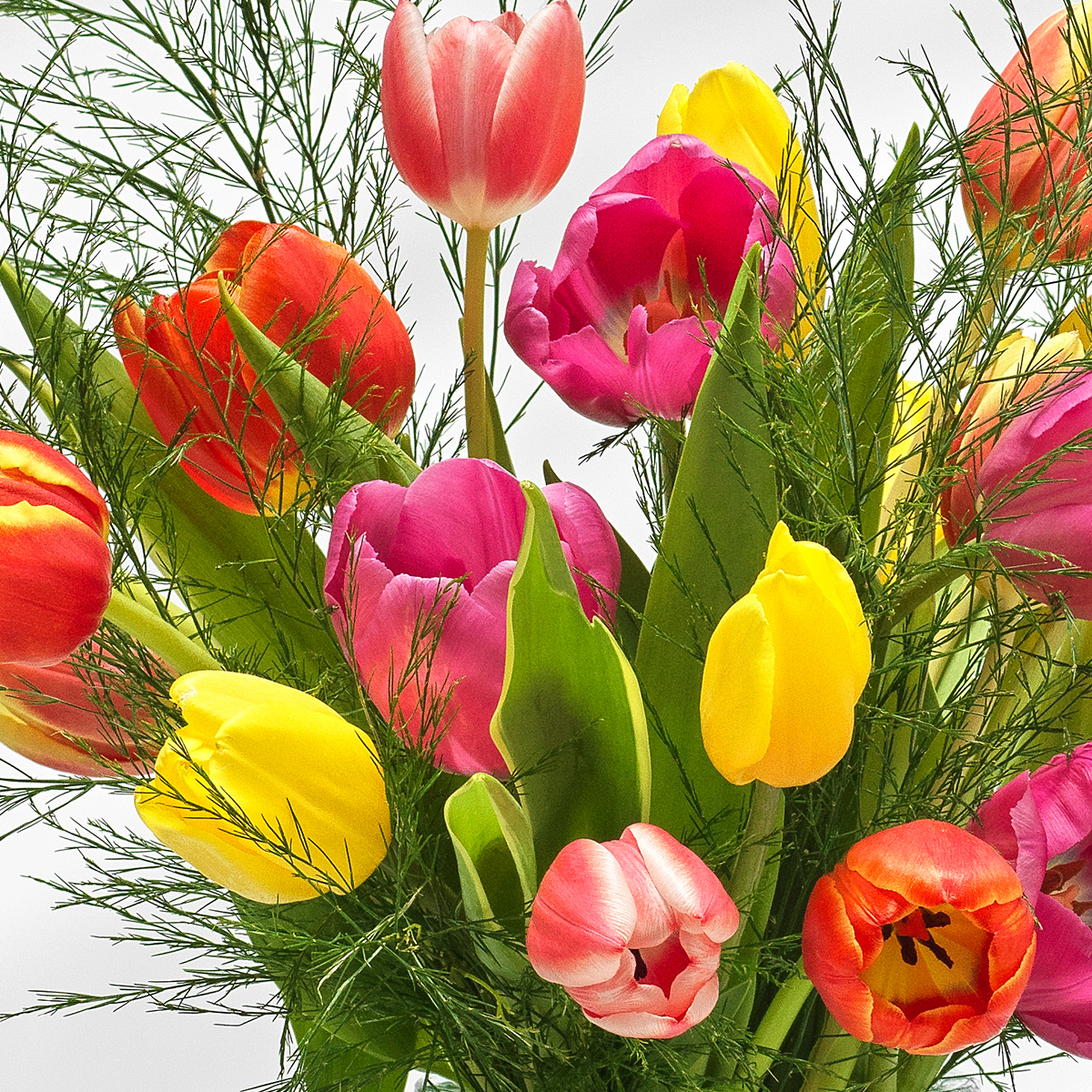 Tender Tulip Next Day Flower Delivery