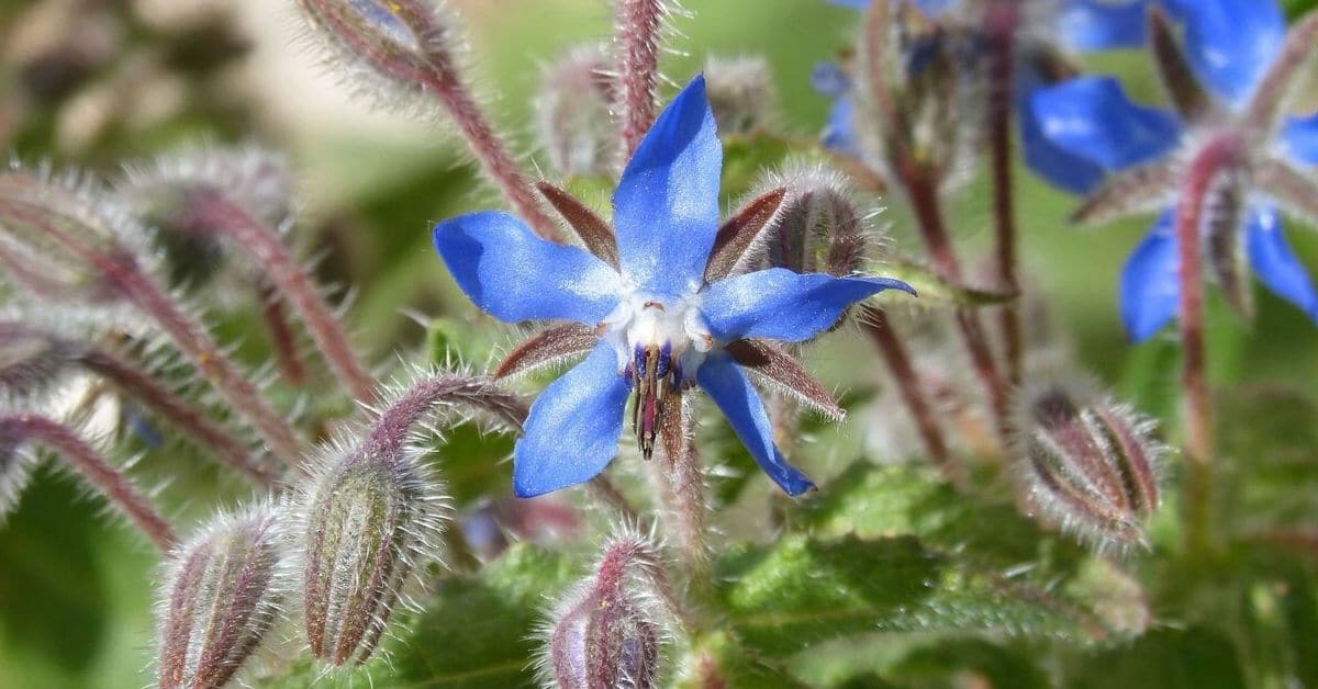 Borage Flower How to Grow, Plant and Care