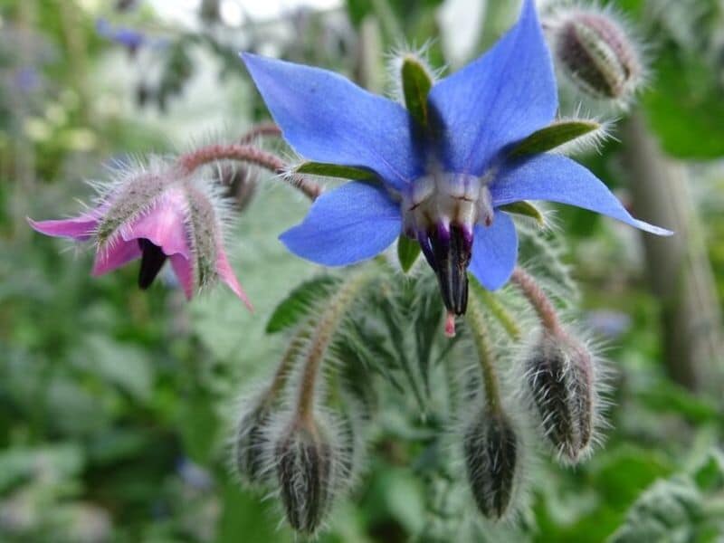 Borage Flower How to Grow, Plant and Care