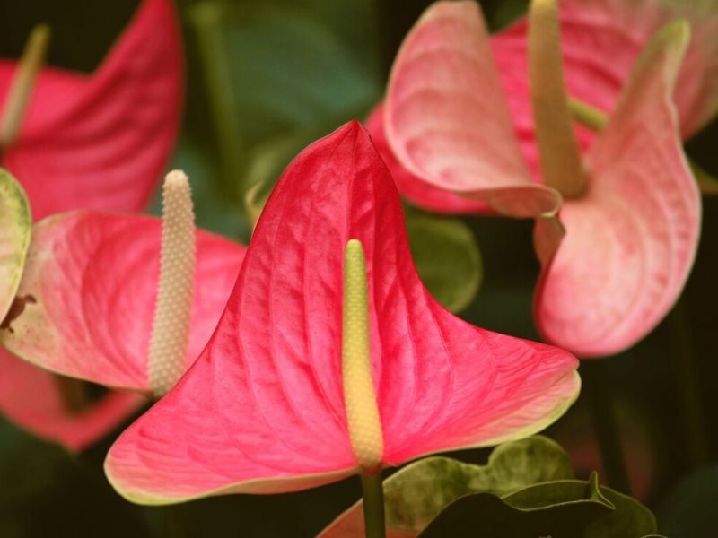 Tropical Plant With Pink Flowers