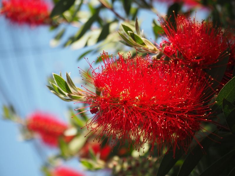 red callistemon