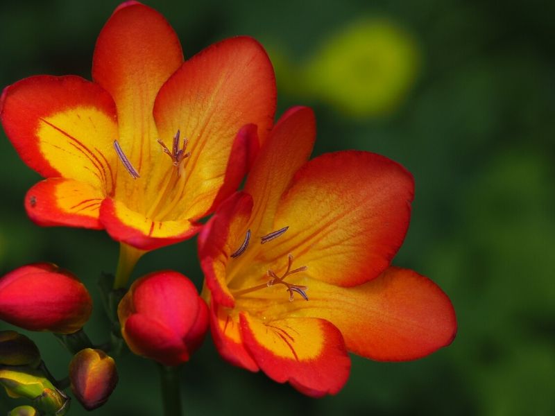 red freesia