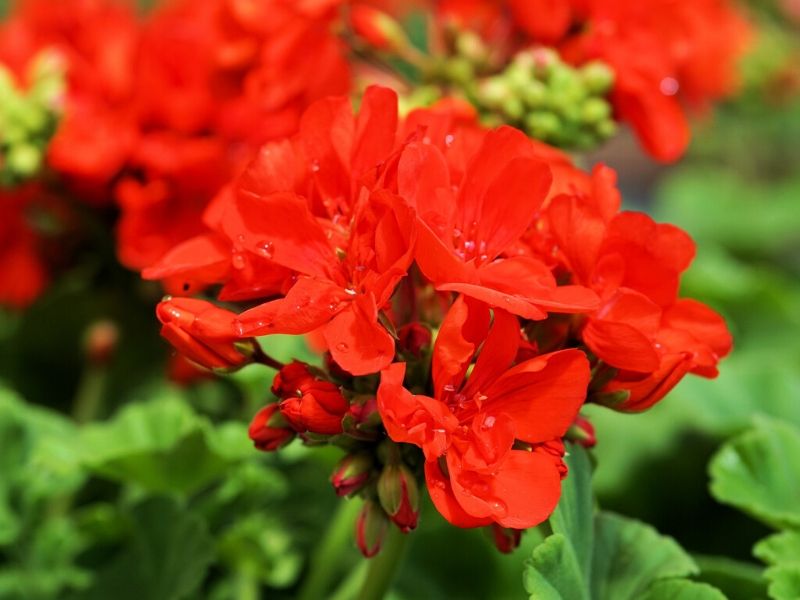 red geranium